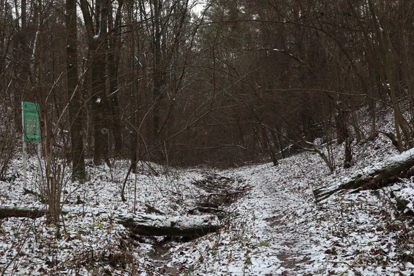 Ζοφερό Δάσος Χειμώνα Στο Χιόνι — Φωτογραφία Αρχείου