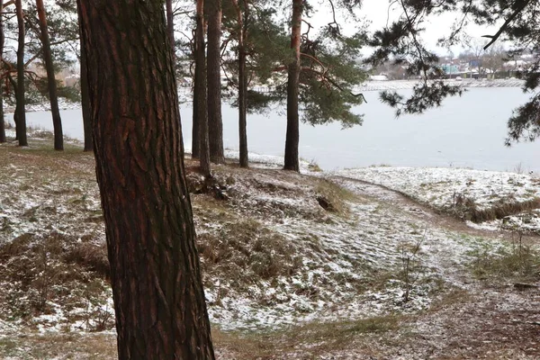 12月的松树冬季森林 — 图库照片