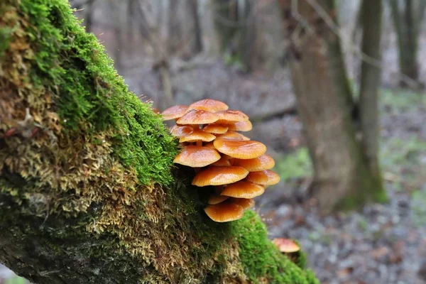 Flammulina Velutipes Bosque Invierno — Foto de Stock