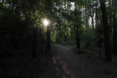 Yaz ormanındaki güneş