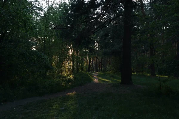 Chemin Dans Forêt Coucher Soleil Été — Photo