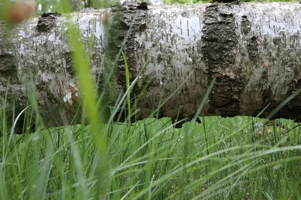 Fallen Birch Grass — Stock Photo, Image