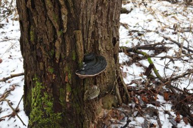 Kış ormanında Phellinus