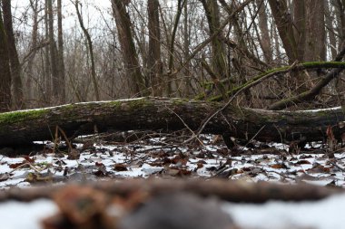 Kış ormanında devrilmiş ağaç
