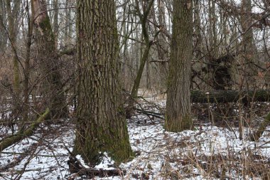 Karda vahşi kış ormanı