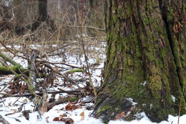 Kışın ormandaki ağaç, yakın plan.