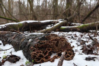 Kış ormanında yaprak mantarı 