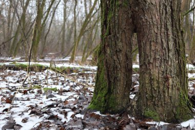 Kışın ormandaki ağaç, yakın plan.
