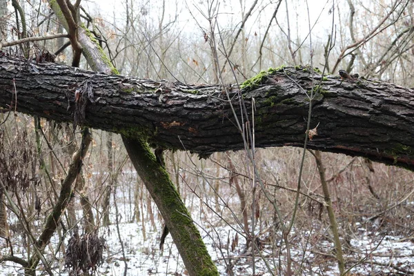 Upadłe Drzewo Zimowym Lesie — Zdjęcie stockowe
