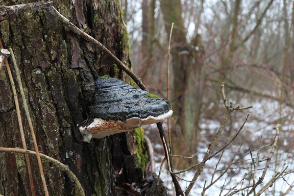 Kış ormanında Phellinus