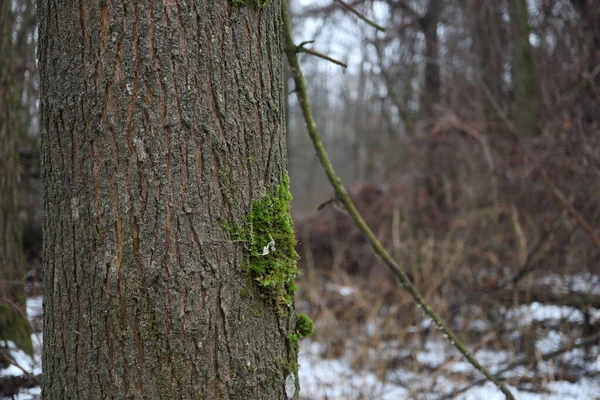 Árvore Floresta Inverno Close — Fotografia de Stock