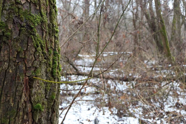 Arbre Forêt Hivernale Close — Photo