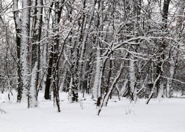 Kış ormanlarında çok kar var.