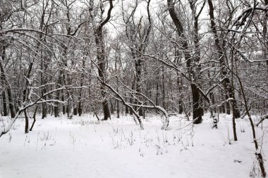 Kış ormanlarında çok kar var.