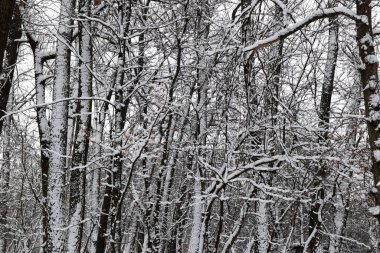 Kış ormanlarında çok kar var.