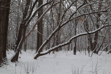 Ormanda karlı kış