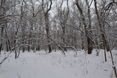 Ormanda karlı kış