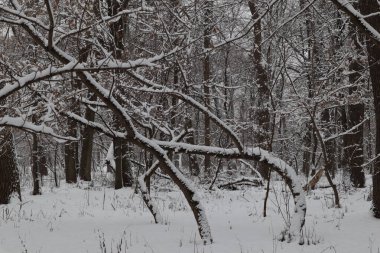 Ormanda karlı kış