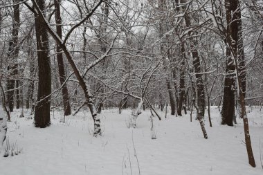 Ormanda karlı kış