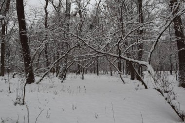 Ormanda karlı kış