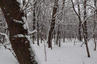 Ormanda karlı kış