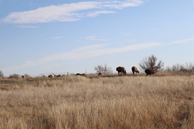 Bozkırda koyun otluyor.