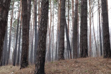 İlkbahar çam ormanları