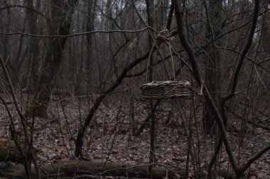 Ormanda kuş yemliği