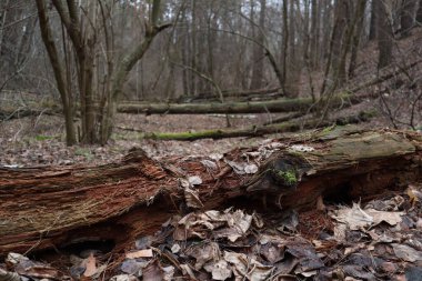 Bahar ormanında ölü odun