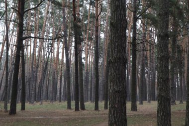 İlkbahar çam ormanları