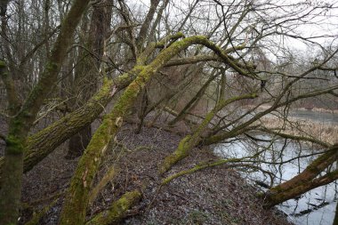 Yosun kaplı eğri ağaçlar.