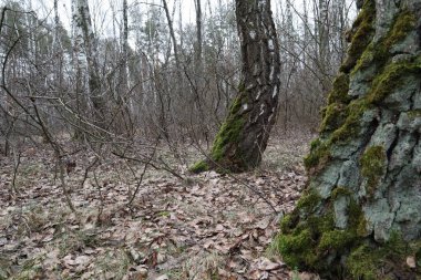 Ormanda baharın başlangıcı