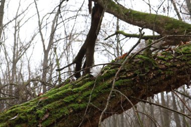 Yosun kaplı ağaç. 