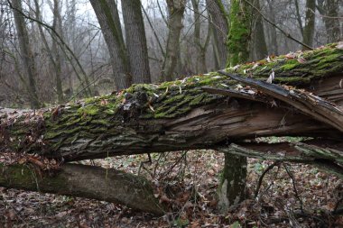 Yosun kaplı ağaç. 