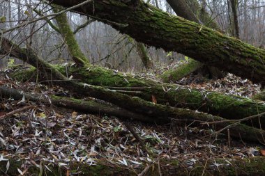 Yosun kaplı ağaç. 