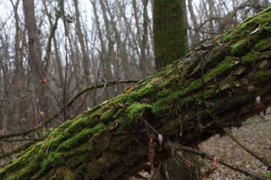 Yosun kaplı ağaç. 