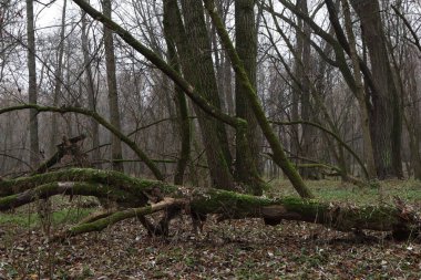Bahar ormanında ölü odun