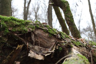 Yosun kaplı ağaç. 