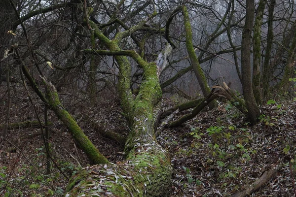 Νεκρό Ξύλο Στο Δάσος Άνοιξη — Φωτογραφία Αρχείου