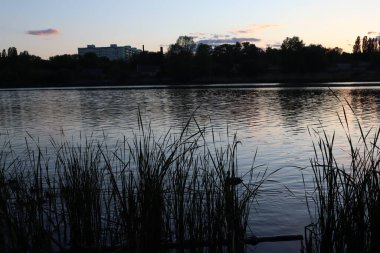 Gün batımında ördek yavrusu siluetiyle ördek