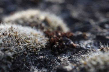 Gri yosunlar yıkılmış bir köprüde