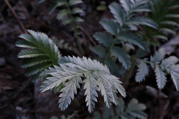 アルゼンチン アンセリーナ森の植物ポントラ アンセリーナ — ストック写真