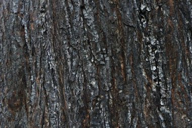 Yanmış ağacın dokusu