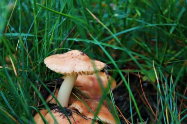 Çayırdaki çimlerde mantar