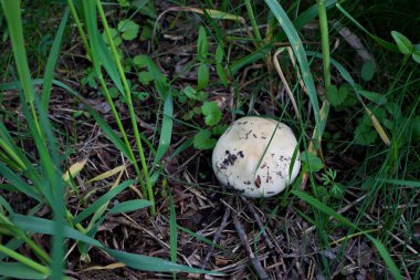Çayırdaki çimlerde mantar