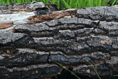 Çayırdaki çimlerde yanmış ağaç.
