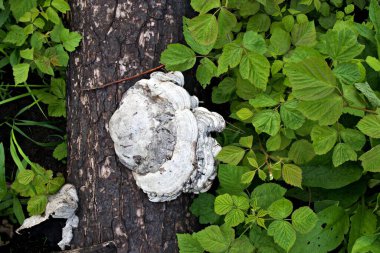 Köpükler devrilmiş ağaçta fomentarius