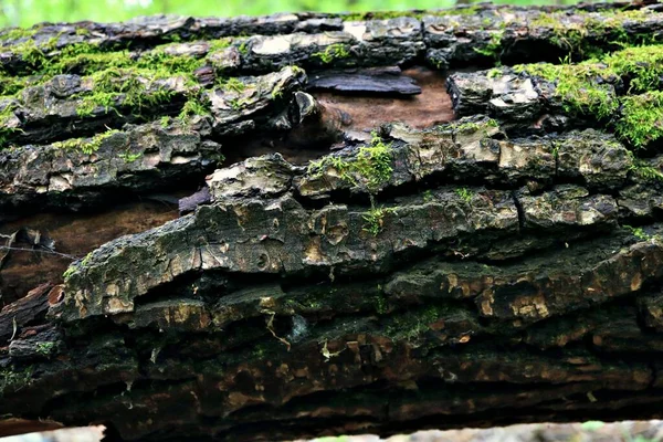 Tree Bark Texture Moss — Stock Photo, Image