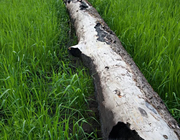 Burned Tree Grass Meadow — Stock Photo, Image