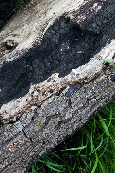 Burned Tree Grass Meadow — Stock Photo, Image